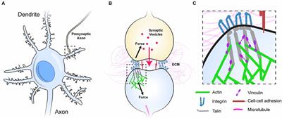 The MeshCODE to scale—visualising synaptic binary information